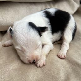Cecilia - Black and white female Border Collie puppy in Chattanooga, Tennessee from Ross Vegas Kennels
