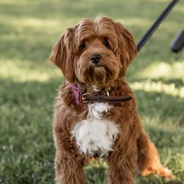 Maverick - Goldendoodle