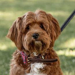 Maverick - Goldendoodle