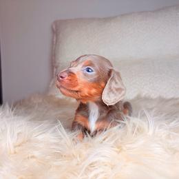 Ash - Fawn (isabella) and tan male Dachshund puppy in Washburn, Tennessee from Clinch Mountain Dachshunds