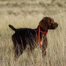 Winnie - Pudelpointer