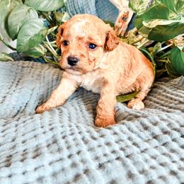 2nd Pick (Poppy) - Apricot female Cavapoo puppy in Marquand, Missouri from Perfectly Playful Doodles