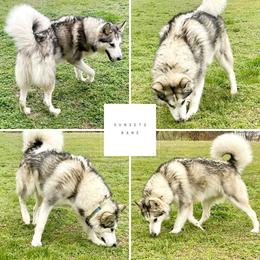 Bane - Gray and white male Alaskan Malamute puppy in Brookwood, Alabama from Sunset Malamutes