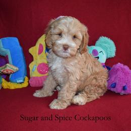 Prince Phillip - Golden male Cockapoo puppy in Hopkins, South Carolina from Sugar and Spice Cockapoos