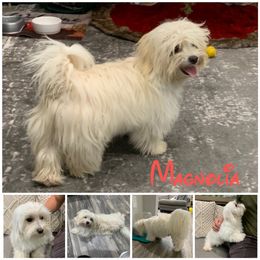 Maggie - Havanese