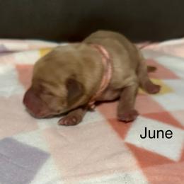 June - Yellow female Labrador Retriever puppy in Moses Lake, Washington from Kreger Lake Kennels