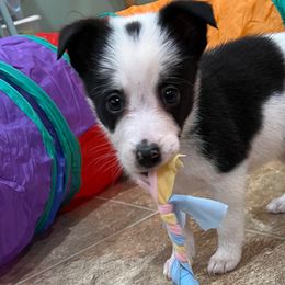 Girl 3 Showtime - Border Collie puppy in Rolla, Missouri from Elysian Border Collies, LLC.