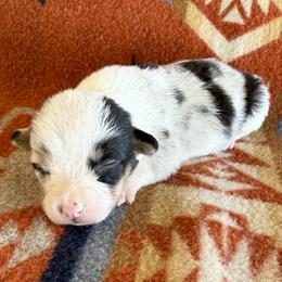 Blue Merle Female 3 - Blue merle and white female American Corgi puppy in Okeechobee, Florida from HotShot Kennels