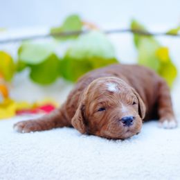 Hamilton - Red  male Goldendoodle puppy in Washington from Doodle Love