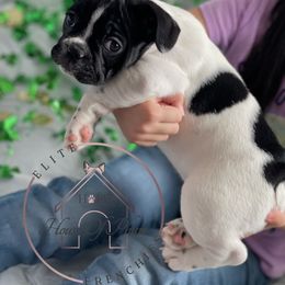 French Bulldog Puppies from House Of Phan Elite Frenchies
