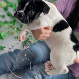 French Bulldog Puppies from House Of Phan Elite Frenchies