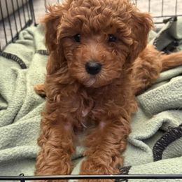 Cavapoo Puppies from AZ Cavapoos