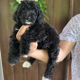 Sedona - Black and white female Bernedoodle puppy in Thornville, Ohio from Four Front Doodles & Friends