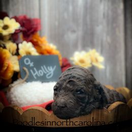 Holly - Brown female Poodle puppy in Greenville, North Carolina from Grace Poodles