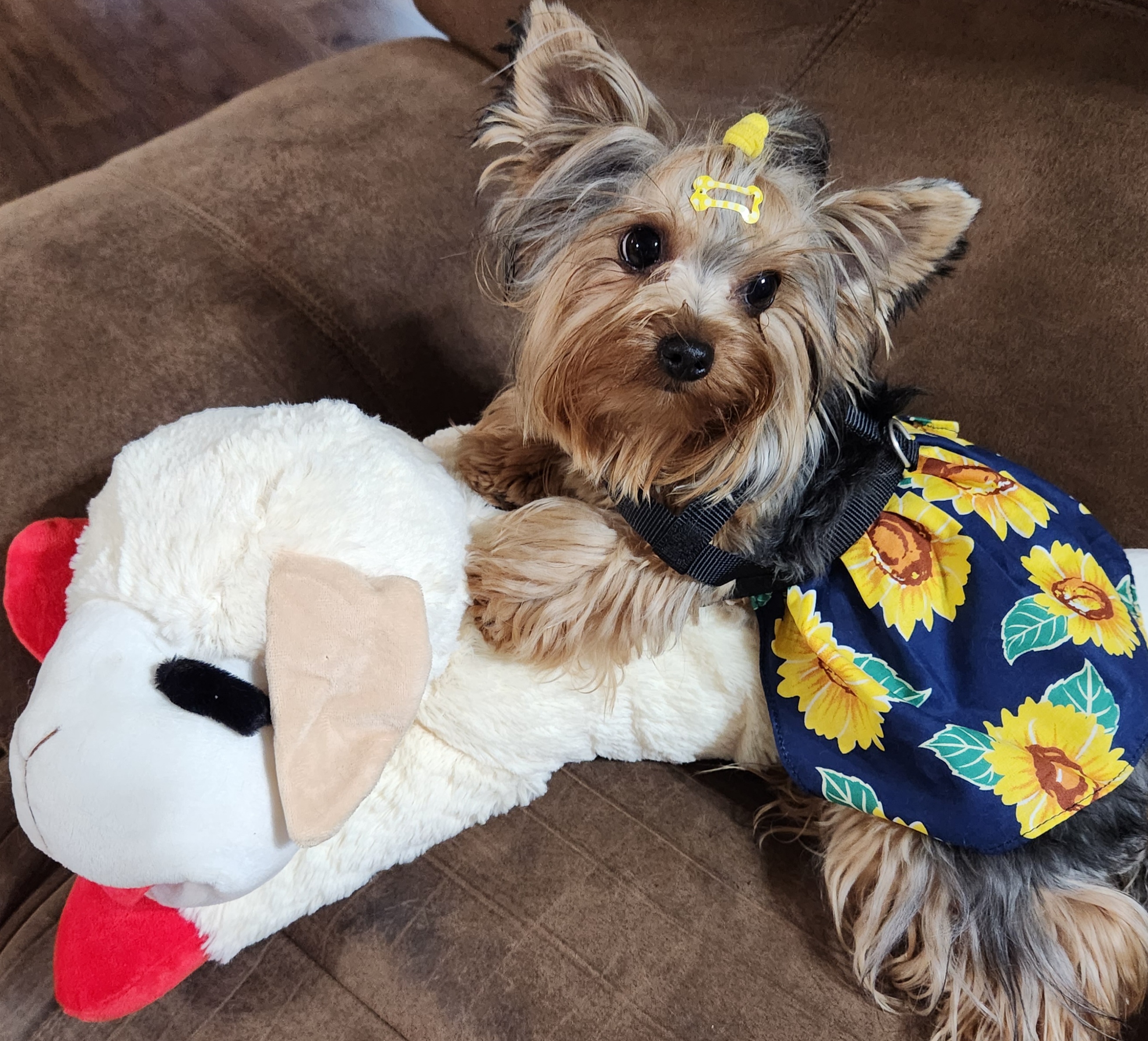 Yorkshire Terriers from Nana's Yorkie Crew