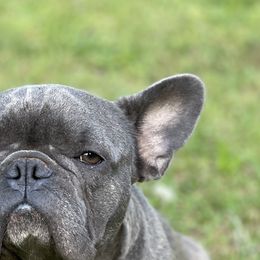 Penny - French Bulldog