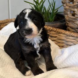 Nova - female Australian Mountain Doodle puppy in Tryon, North Carolina from Melrose Mountain Farm