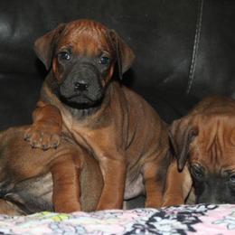 Girl 2 - Rd whtn blk nose female Rhodesian Ridgeback puppy in Greenville, Ohio from Masai's Pride Rhodesian Ridgebacks