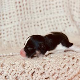 Binx - Black and tan male Pembroke Welsh Corgi puppy in La Porte City, Iowa from Cedar River Corgis