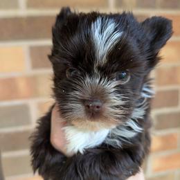 Pixie - Liver female Yorkshire Terrier puppy in Gaylesville, Alabama from Sweet Alabama Yorkies