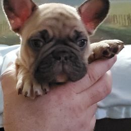 French Bulldog Puppies from BeYardCore Bullies