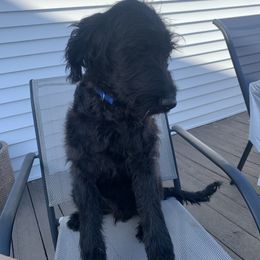 Aussiedoodle, Labradoodle, and Old English Sheepdog All Grown Up from Creek Bend Kennels