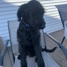 Aussiedoodle, Labradoodle, and Old English Sheepdog All Grown Up from Creek Bend Kennels