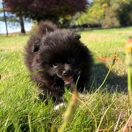 Boomer - Black male Pomeranian puppy in Scio, Oregon from Mac Daddy Poms