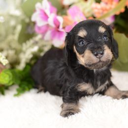 Boy 1 - Dachshund puppy in Neosho, Missouri from A Walk In The Park