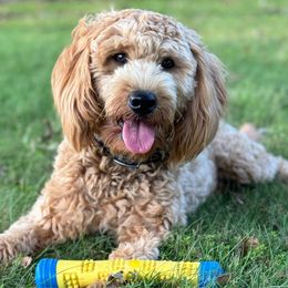 Roo - Goldendoodle