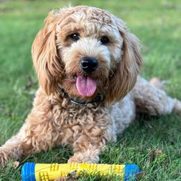 Roo - Goldendoodle