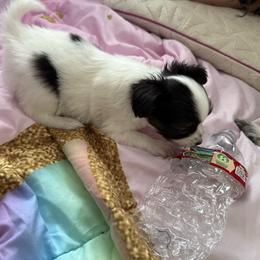 Bolt - White black and tan male Papillon puppy in Howe, Oklahoma from Southern Sweet Papillons