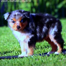 Hatt - Blue merle male Australian Shepherd puppy in Pima, Arizona from Lazy D Ranch Australian Shepherds