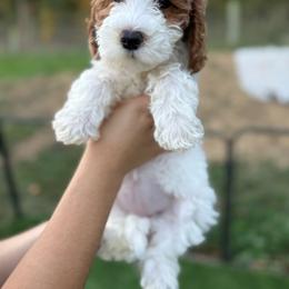 Snow White - Parti female Goldendoodle puppy in Warsaw, Ohio from Lovabledoodles