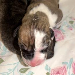 Girl 2 - Harlequin female Great Dane puppy in Scottsburg, Virginia from Virginia Great Danes