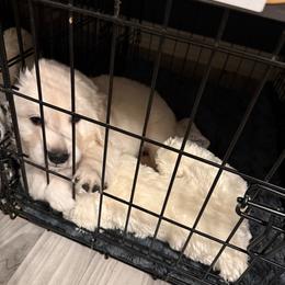 Charlie - Light golden female Golden Retriever puppy in Blaine, Washington from Freedom Retrievers