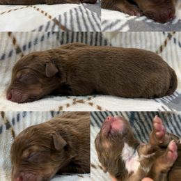 Lloyd - Red tri-color male Australian Shepherd puppy in Nicholasville, Kentucky from Sugar Creek Aussies