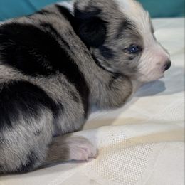 M5 - White and blue merle male Border Collie puppy in Meridian, Mississippi from Border Hollow Border Collies