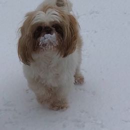 Shih Tzus from Carolina’s Fancy Tzu