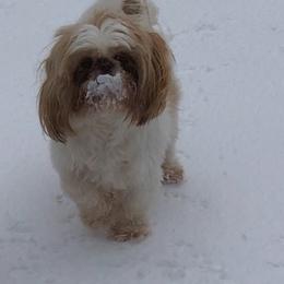 Shih Tzus from Carolina’s Fancy Tzu