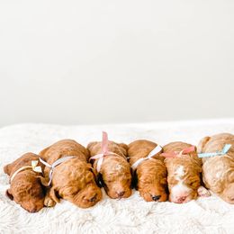 Cavapoo and Goldendoodle Puppies from Lake Cumberland Doodle Farm