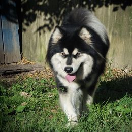 Thea - Alaskan Malamute