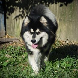 Thea - Alaskan Malamute