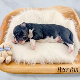 Peter Pan - Black tri-color male Aussiedoodle puppy in Chattanooga, Tennessee from Remedy Ridge Aussiedoodles
