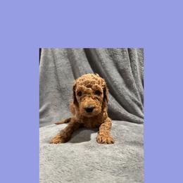 AKC  Standard poodle Chip - Red  male Poodle puppy in Harrisburg, Arkansas from Ransone’s Ridge Runners Poodles and Doodles