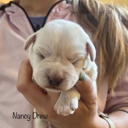 Nancy Drew - White female Miniature Schnauzer puppy in Sedalia, Missouri from Farmer Brown's Puppies