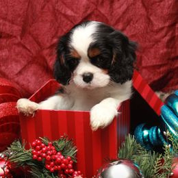 Cavalier King Charles Spaniel Puppies from Whisper Wood Acres