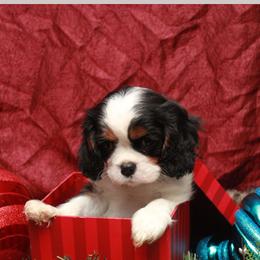 Cavalier King Charles Spaniel Puppies from Whisper Wood Acres