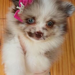 Belle - Chocolate merle female Pomeranian puppy in Ada, Oklahoma from Once Upon A Fluff