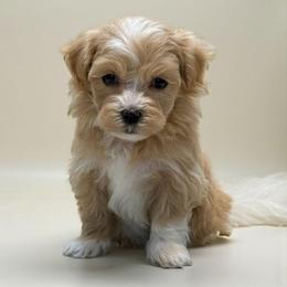 Arlo - Apricot male Maltipoo puppy in Lebanon, Kentucky from Mosaic Merle Doodles